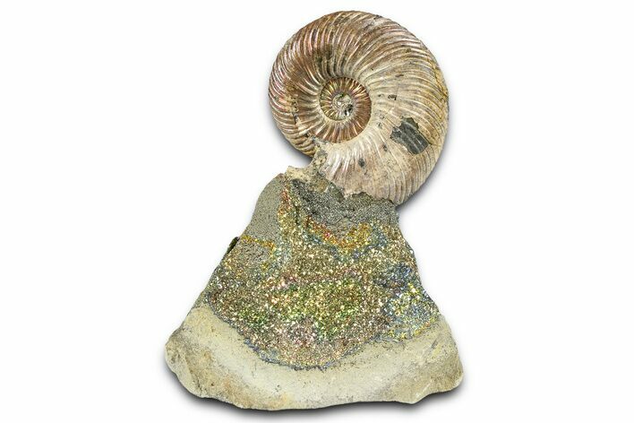 Iridescent Pyritized Ammonite (Quenstedticeras) Fossil Display #368846